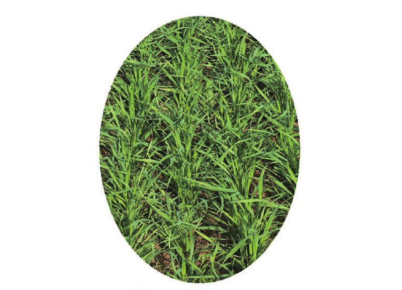 2BQB-24型高性能驅(qū)動(dòng)耙谷物條播機(jī)