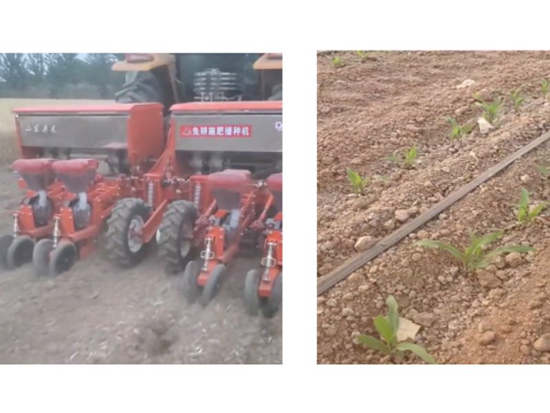 奧龍高產(chǎn)新模式播種玉米長勢良好