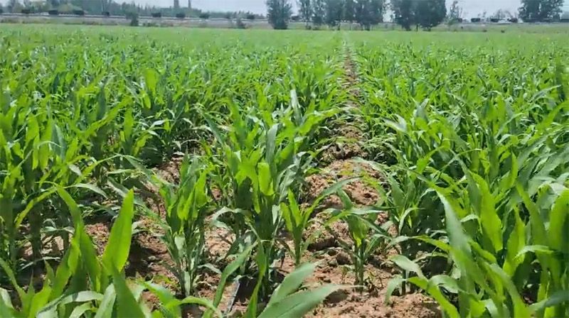 奧龍高產(chǎn)新模式播種玉米長勢良好
